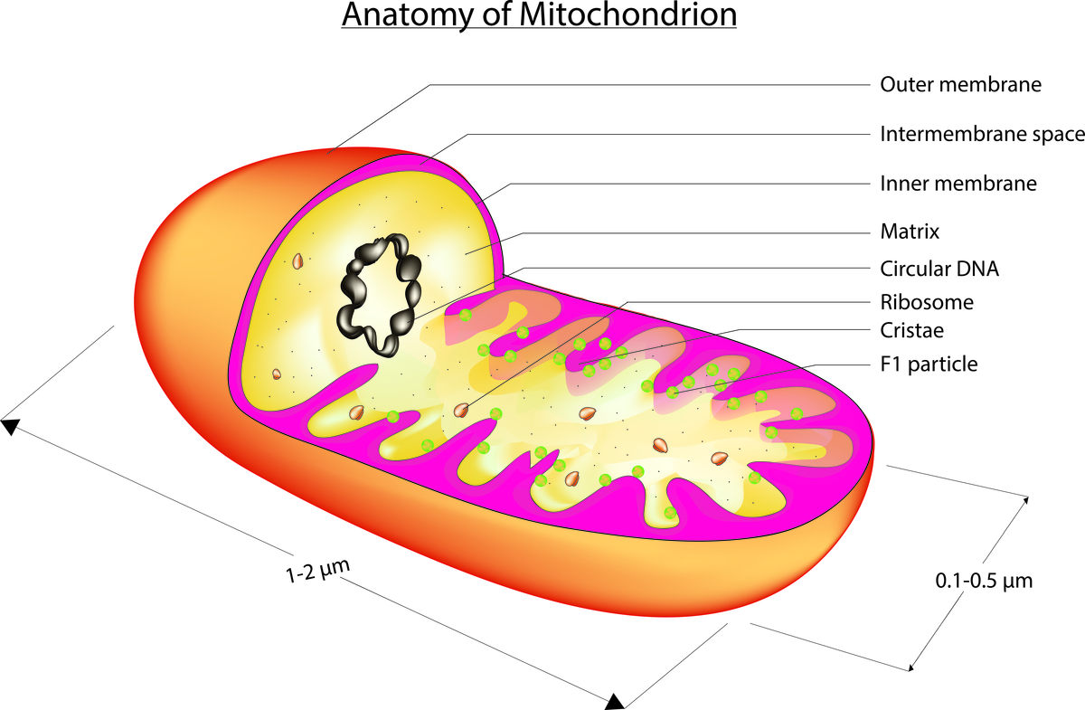 3D Mitochondria