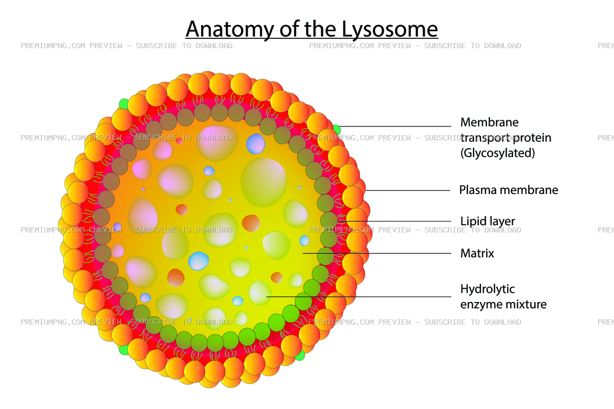 Anatomy of Lysosome