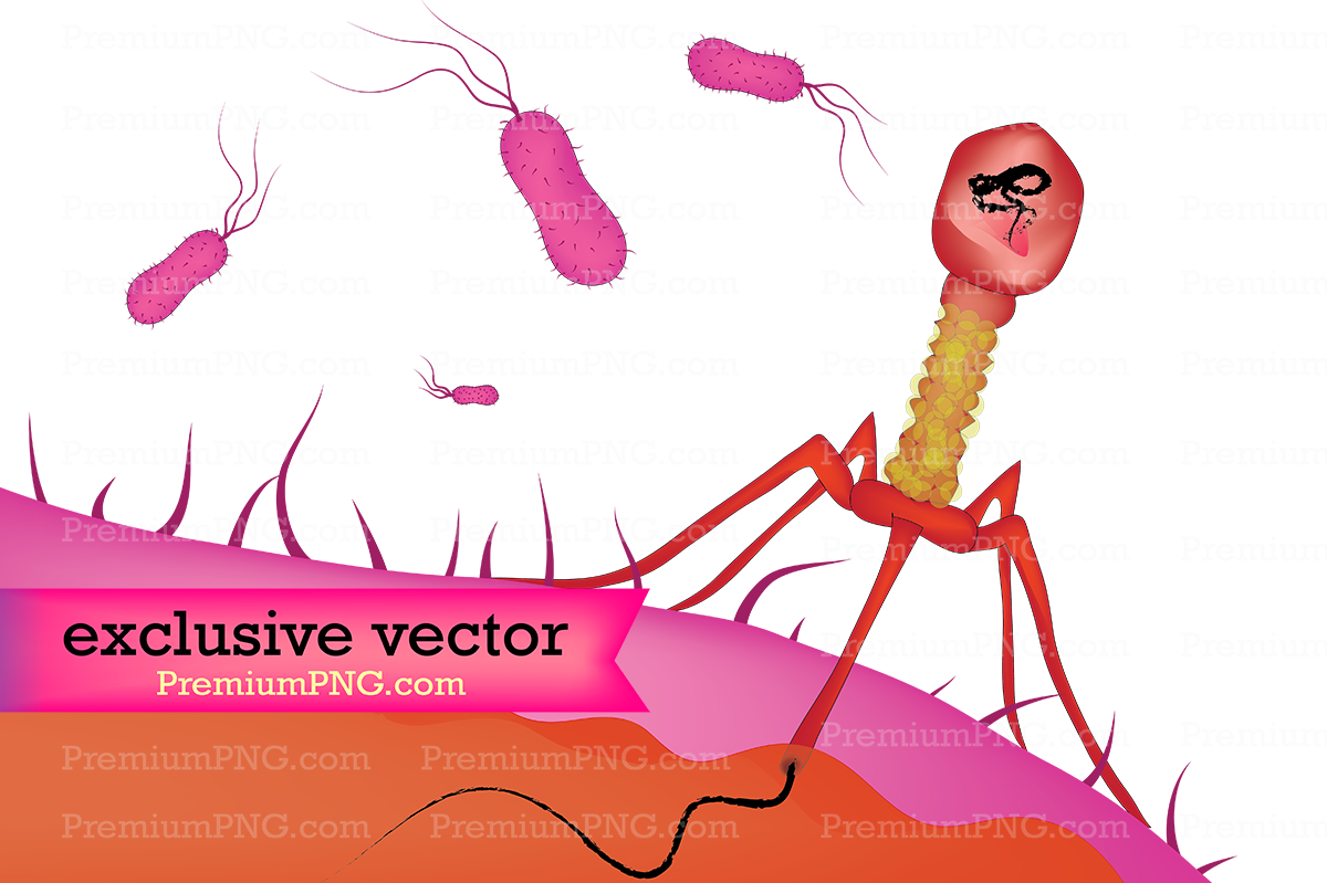 Bacteriophage attacking bacteria