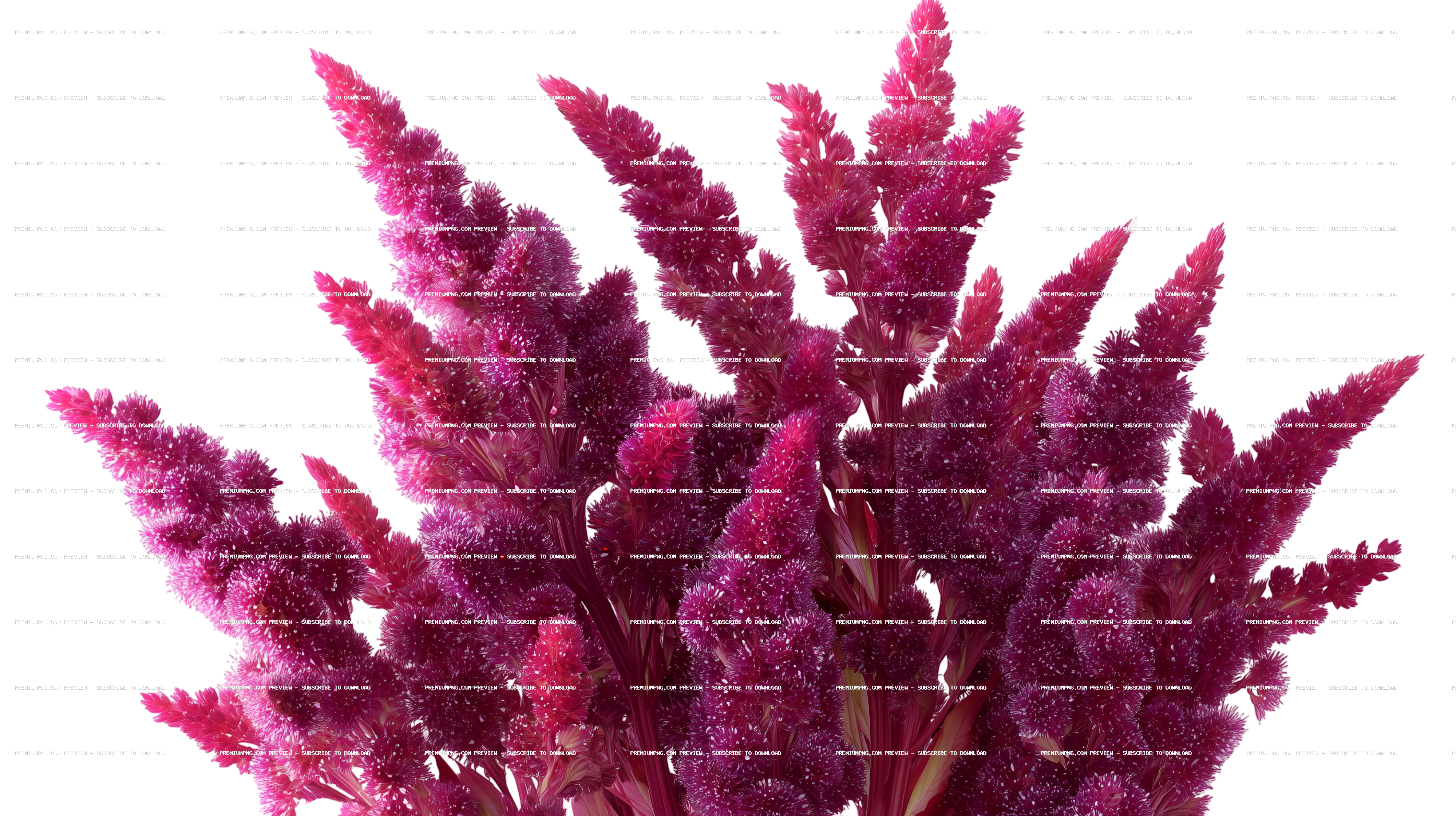 amaranth flower cluster PNG on pristine white background