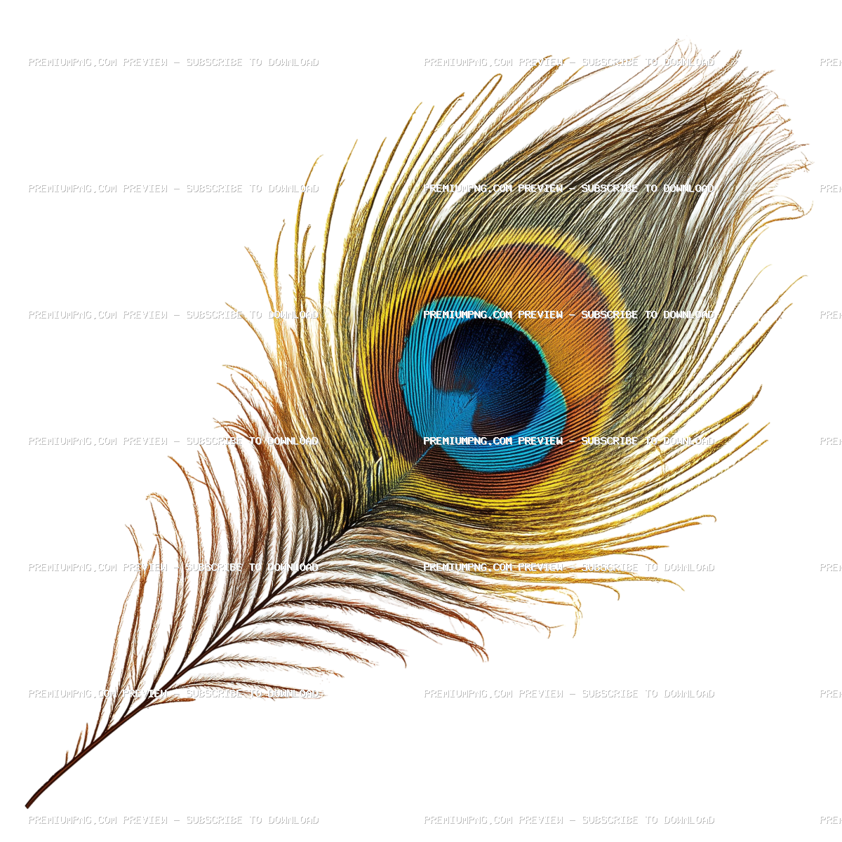 Beautiful peacock feather isolated
