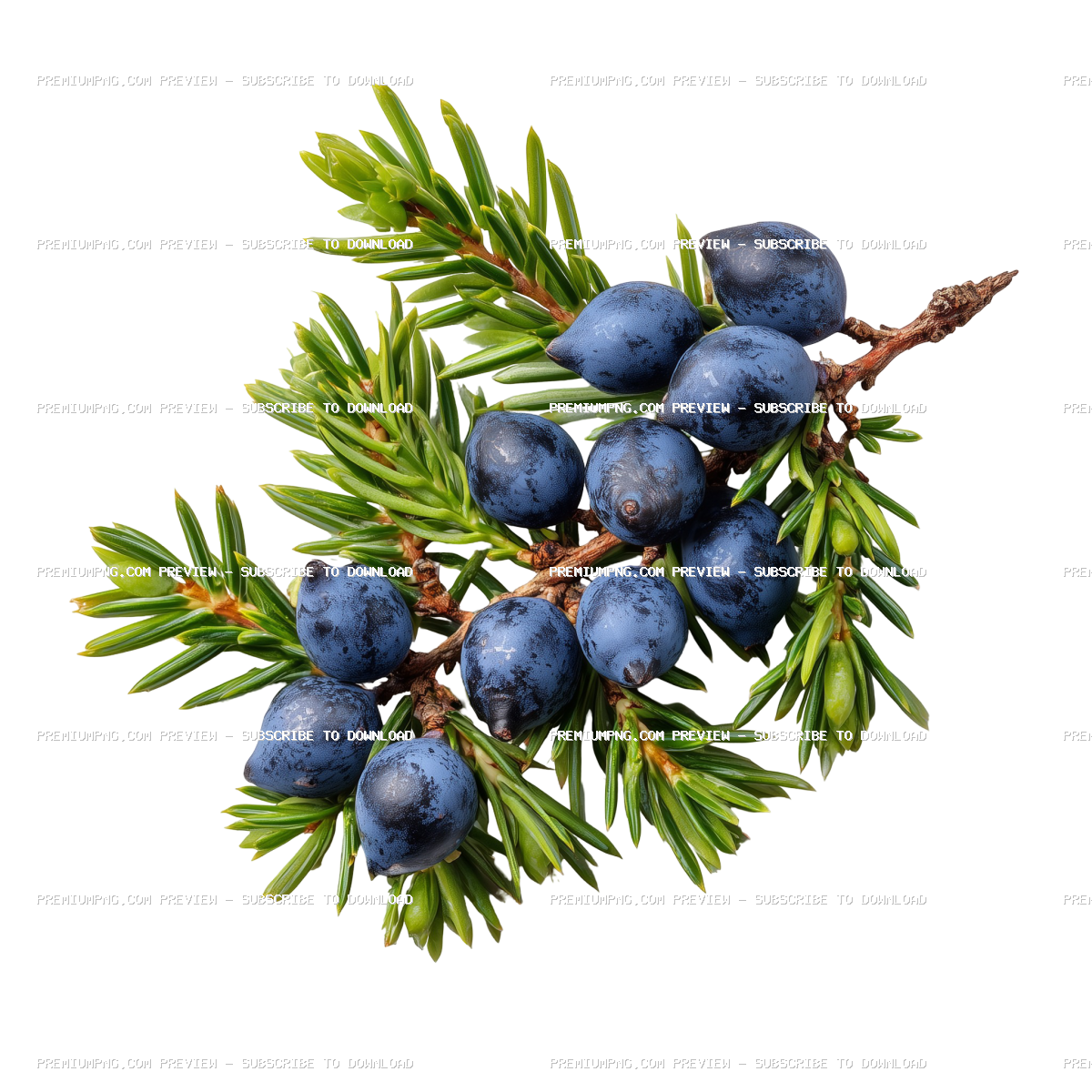 Juniperus communis with berries and leaves