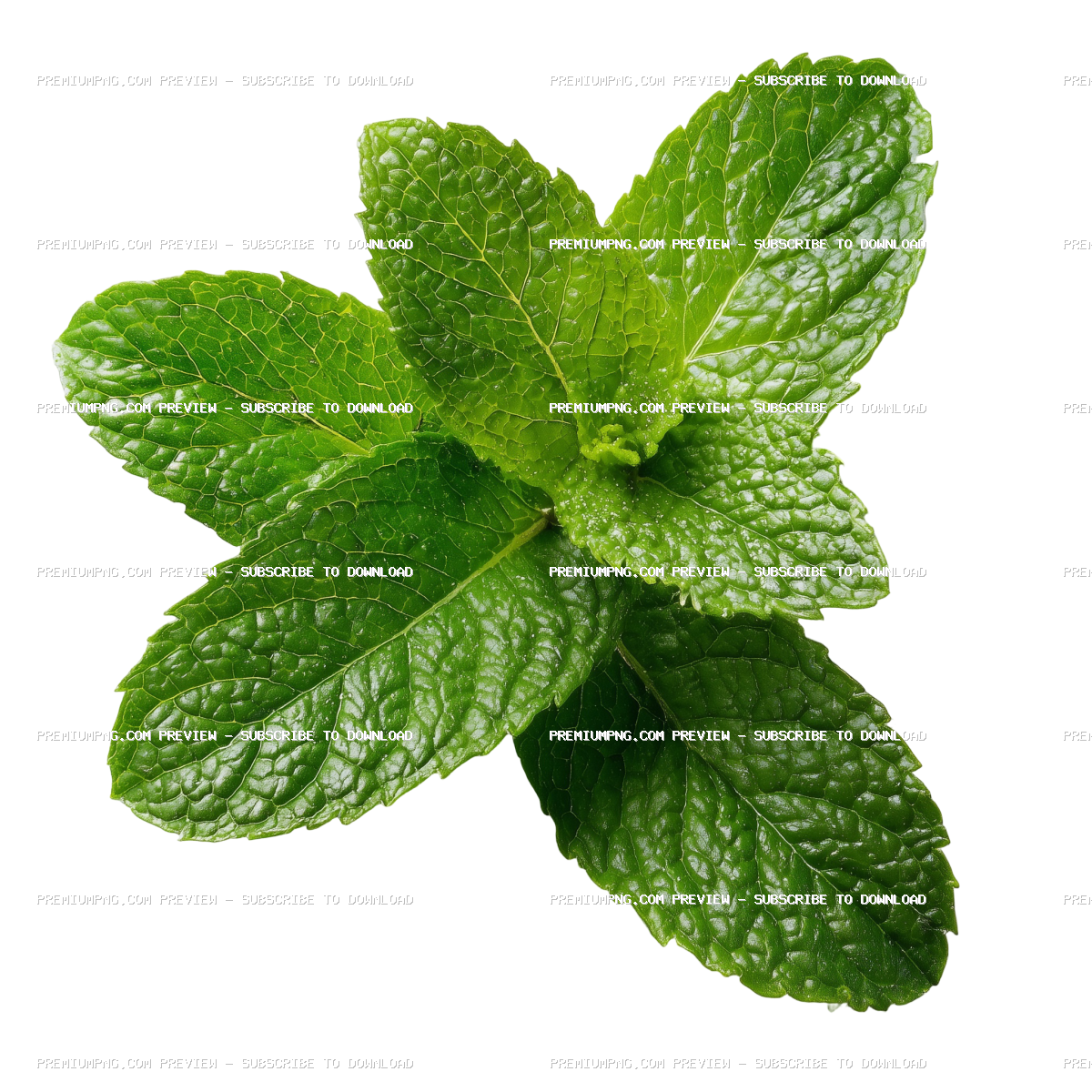 Close-up of fresh green mint leaves isolated on transparent