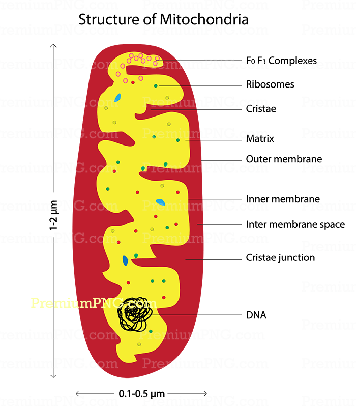 Detailed Anatomy of Mitochondrion Diagram | Labeled High-Resolution Vector