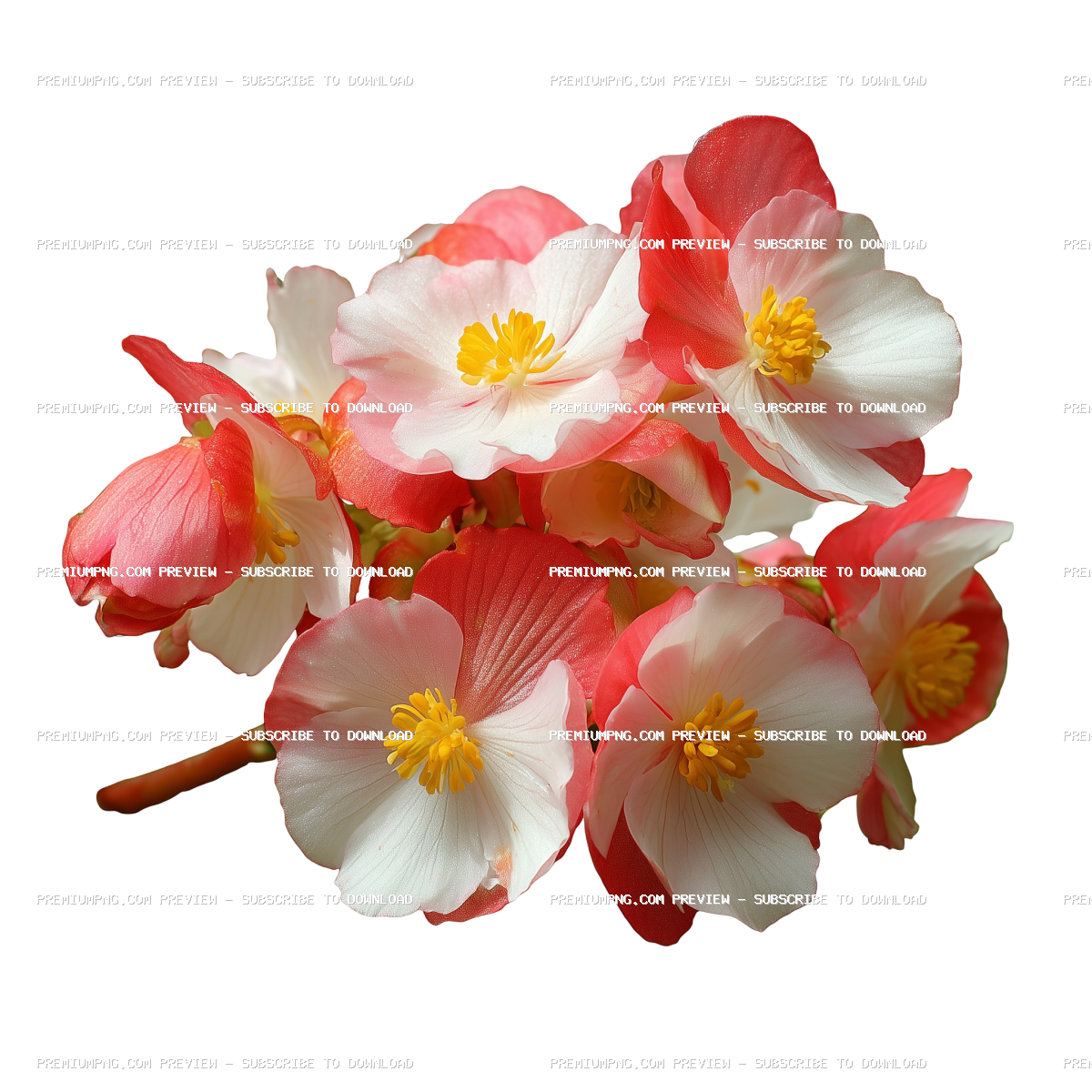 Vibrant Blooming Begonia Flower PNG | Transparent Background Garden Floral Cutout
