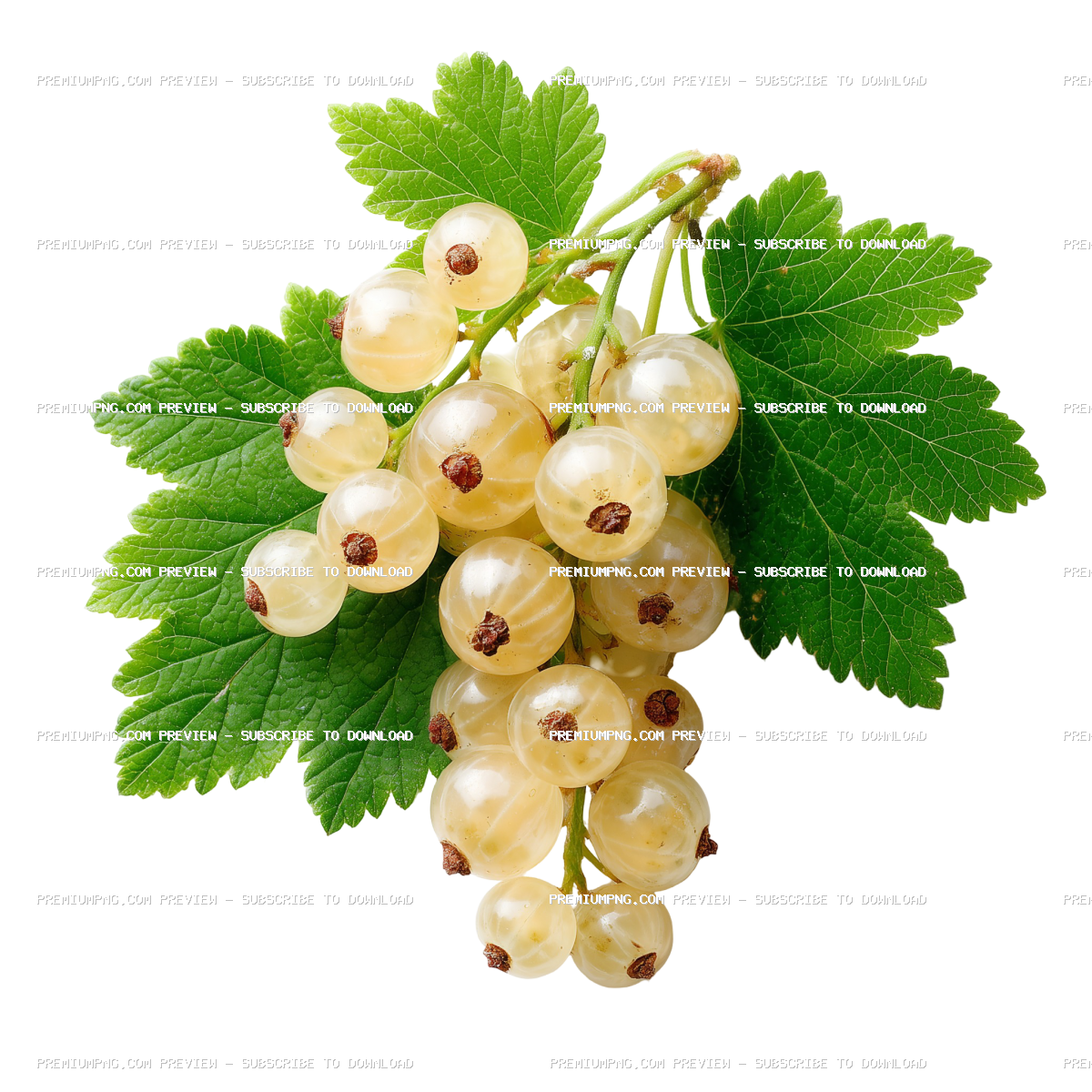 Fresh Ripe White Currants with Green Leaves Isolated on Transparent Background