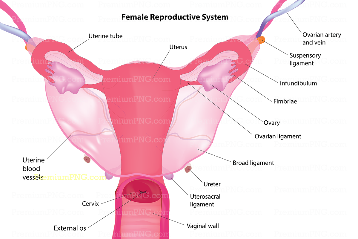 Labeled Female Reproductive System Vector Diagram | Anatomical Illustration