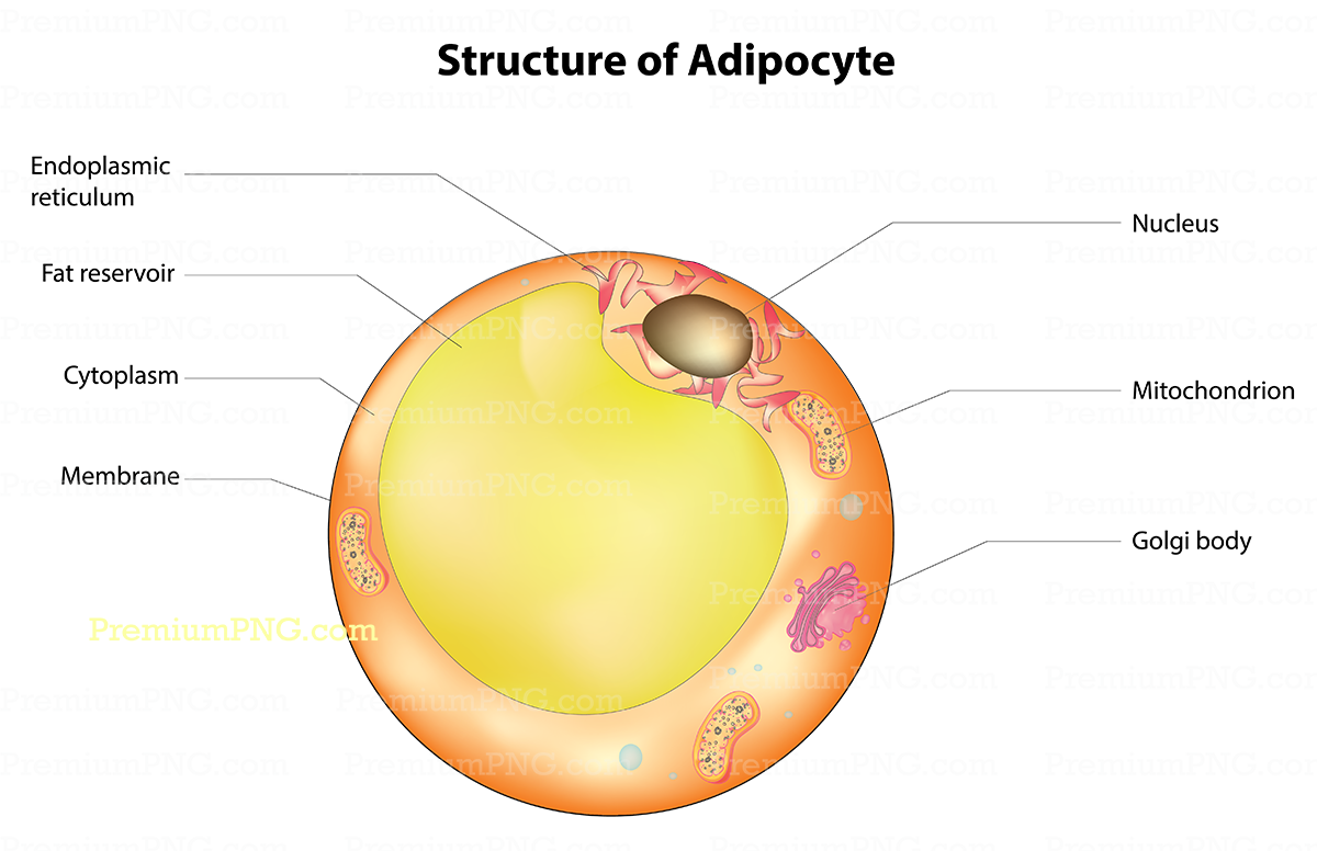 Adipocyte Diagram Vector – Free & Premium Fat Cell Vector Graphics