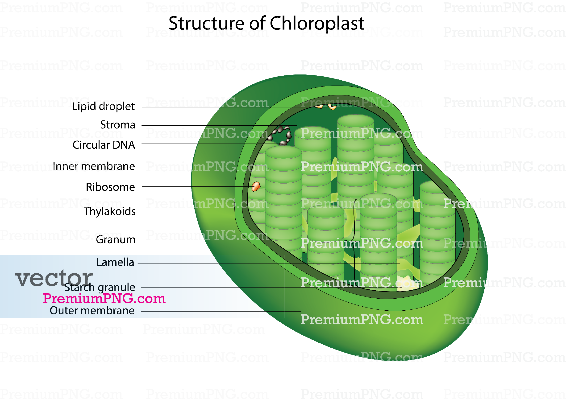 Download scalable chloroplast vector graphics and detailed cell diagrams. Ideal for biology textbook