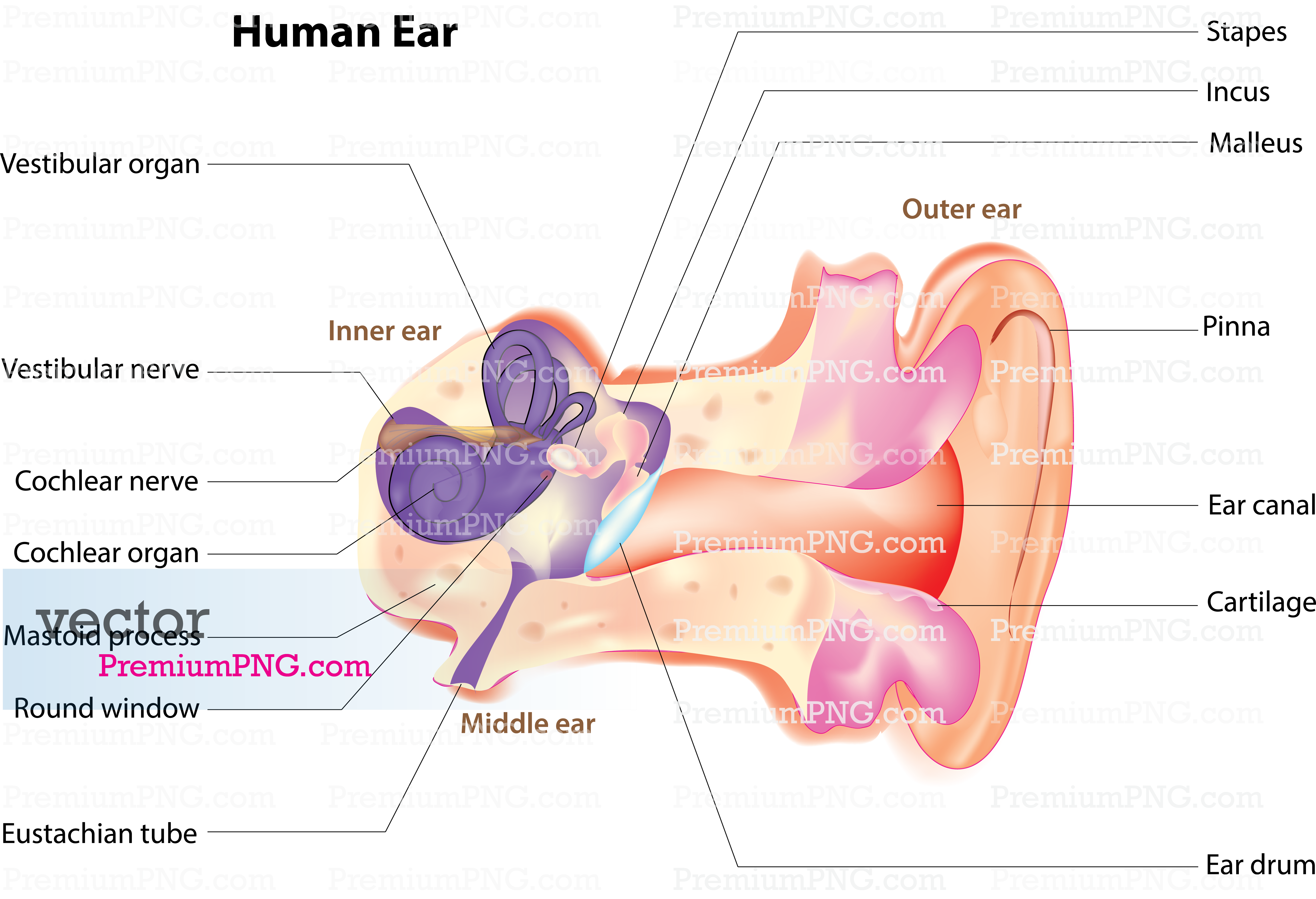 Explore royalty-free human ear vectors, detailed medical diagrams, & audiology icons. Scalable, edit