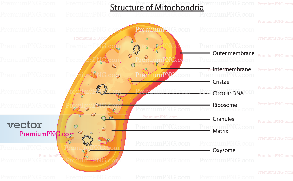 Royalty-free mitochondria structure vector graphics & detailed cellular biology diagrams. Editable