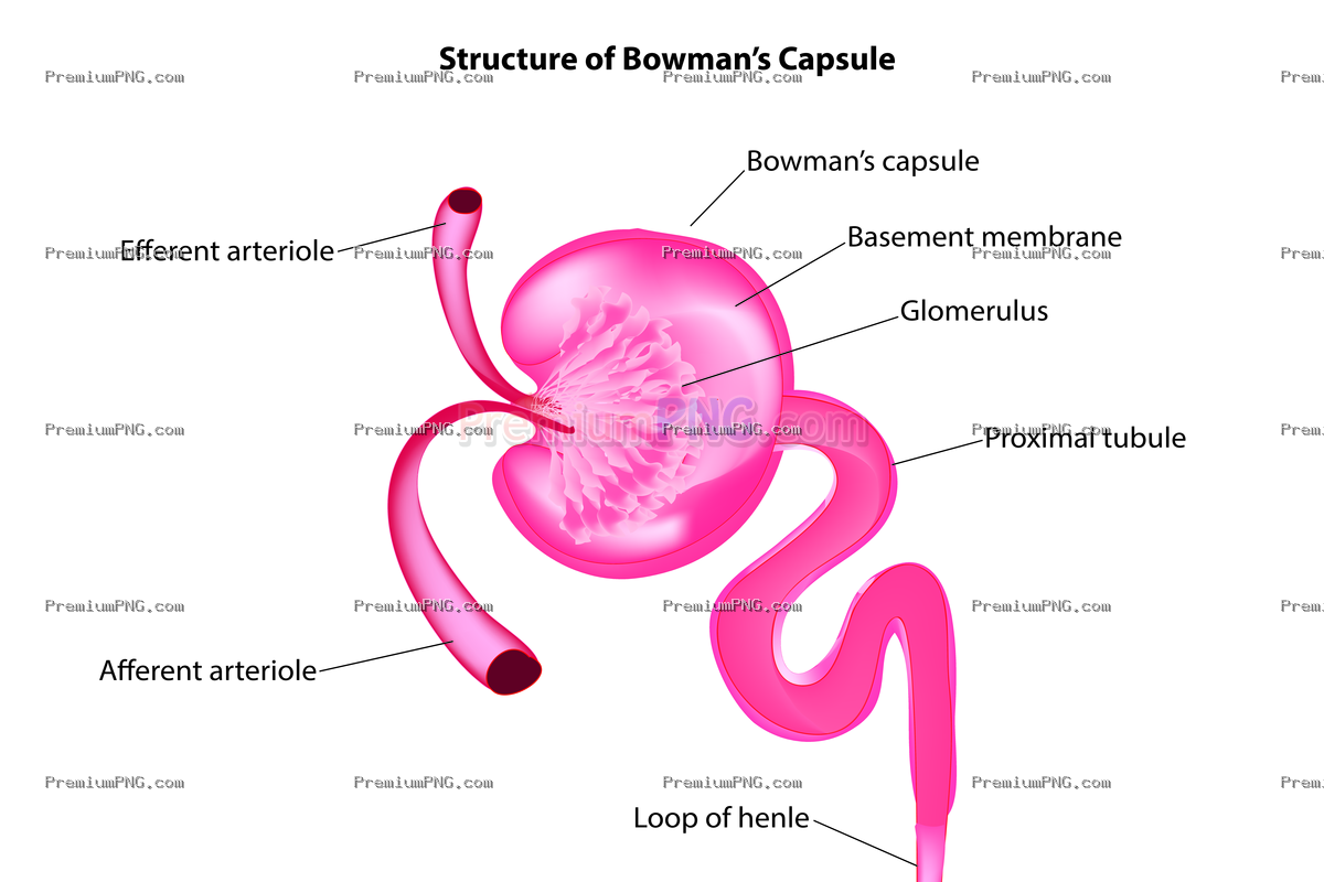 Bowman's Capsule Vector Illustration | Kidney Anatomy EPS Clipart