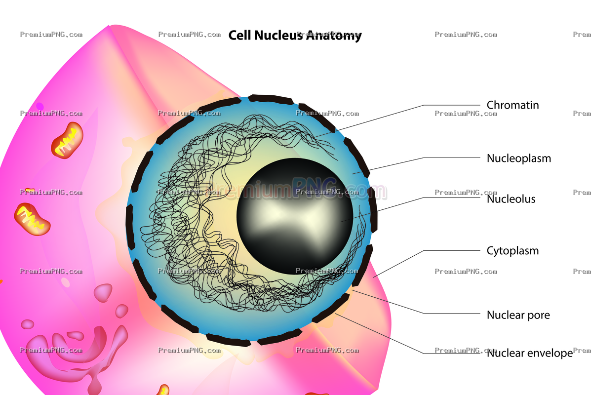 Cell Nucleus Anatomy Vector | High-Quality Science & Biology EPS Illustration