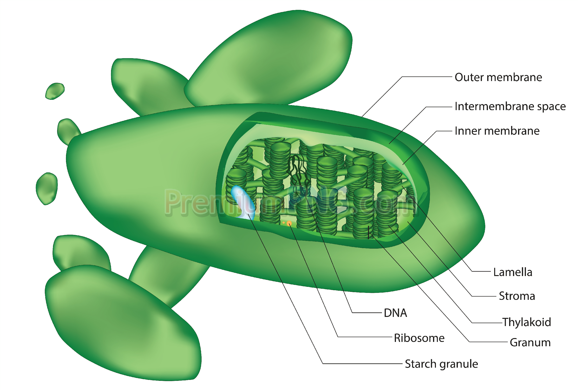 Vector Chloroplast Illustration | High-Quality Plant Cell Organelle EPS Clipart