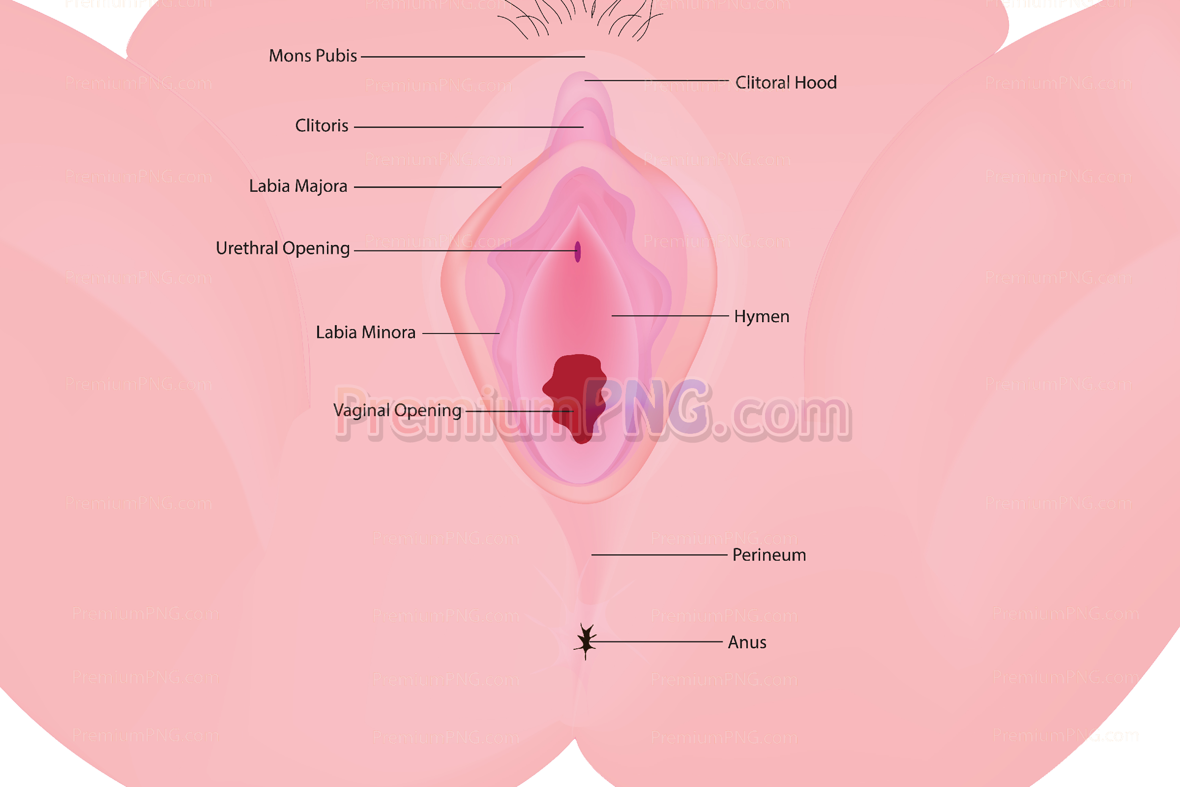 Female External Genital Organs Vector – Vulva Anatomy & Educational Graphics