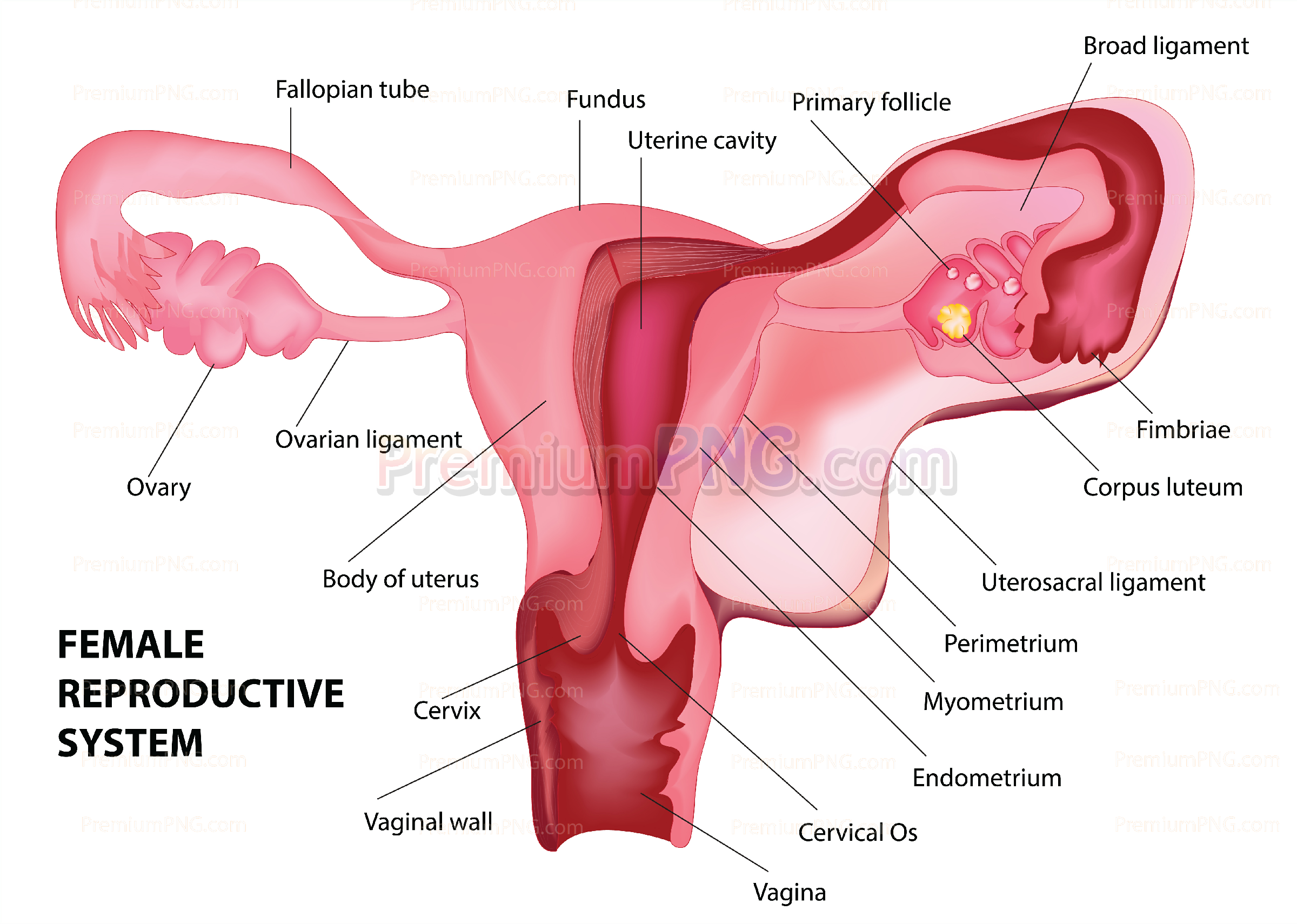 Female Reproductive System Vector | High-Quality Medical Illustrations & Stock Artwork