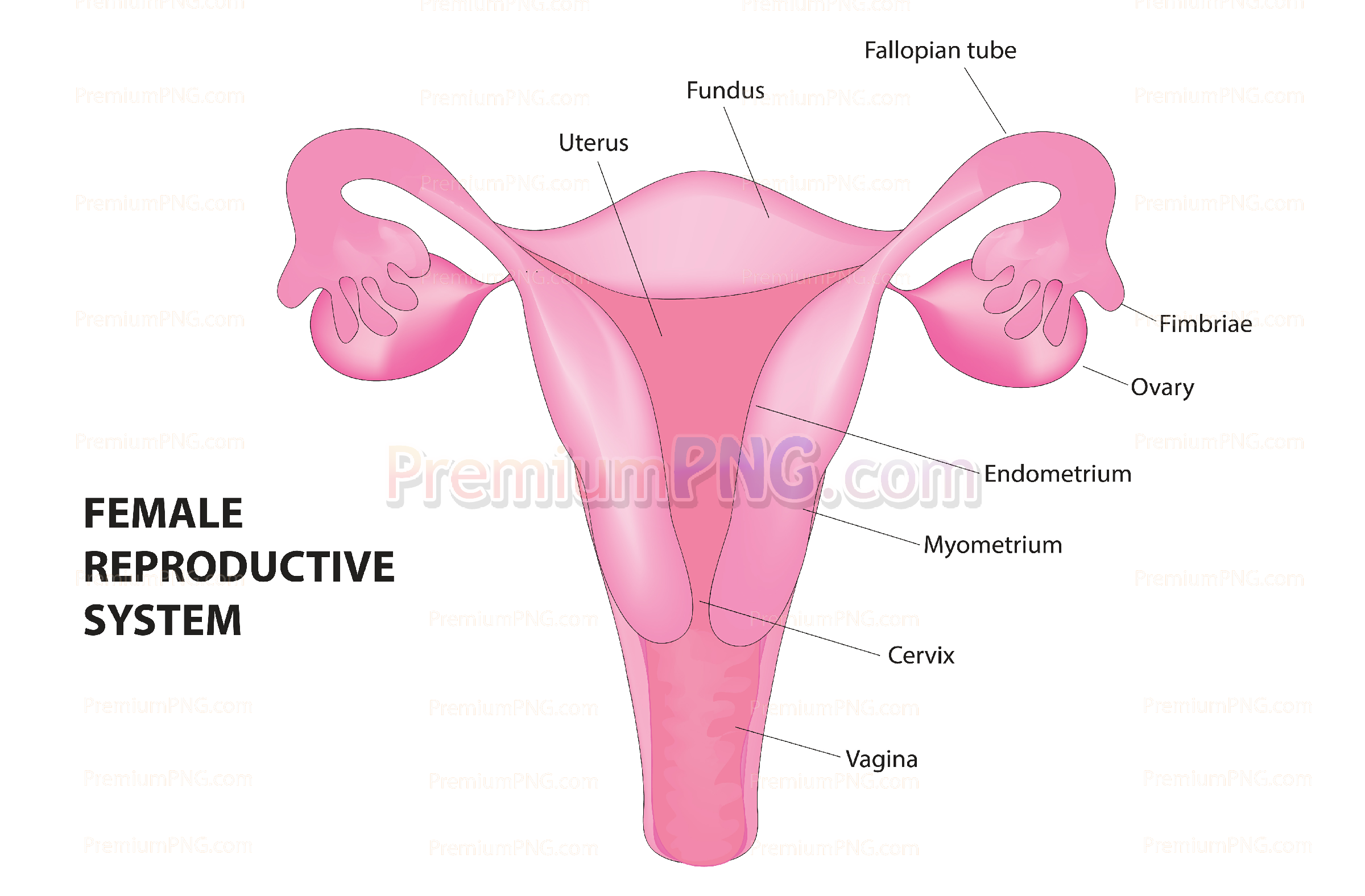 Female Reproductive System Vector Stock Illustration | Detailed Anatomy Diagram