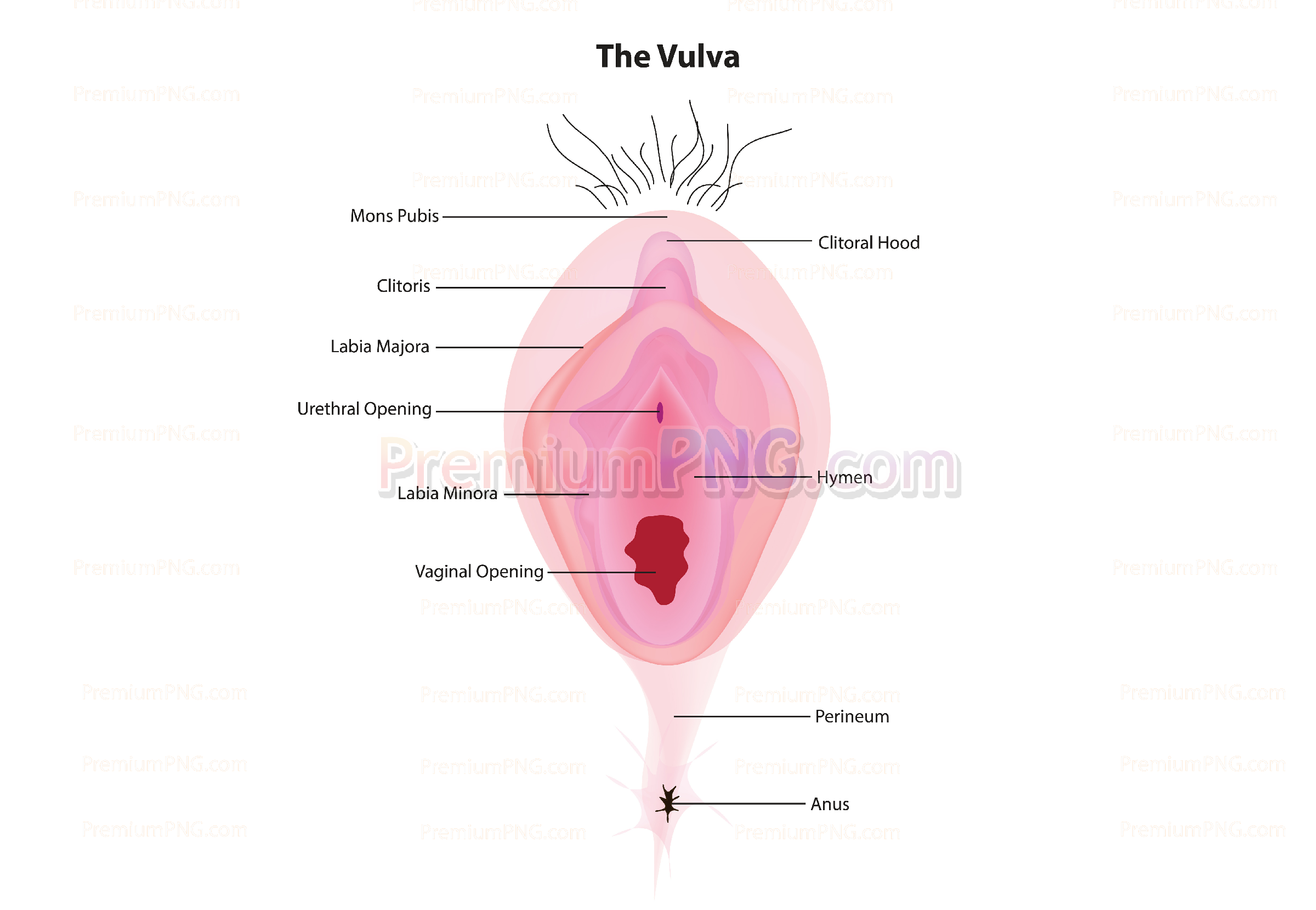 The Vulva Vector | High-Quality Royalty-Free Vulva & Vagina Vector Illustrations