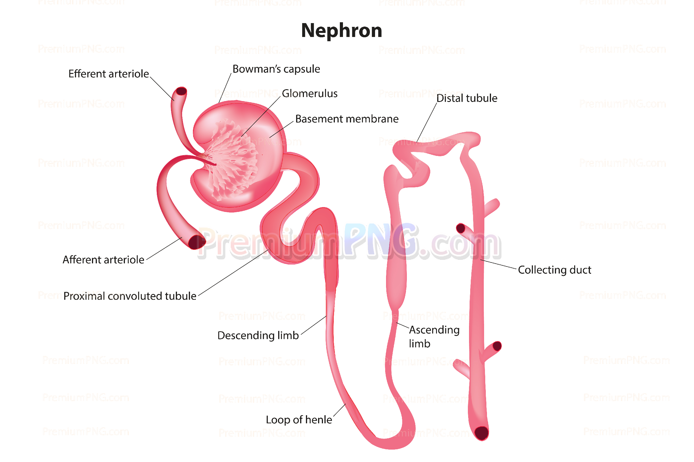 Nephron Structure Vector Diagram – Royalty-Free Labeled Kidney Anatomy Stock Illustration