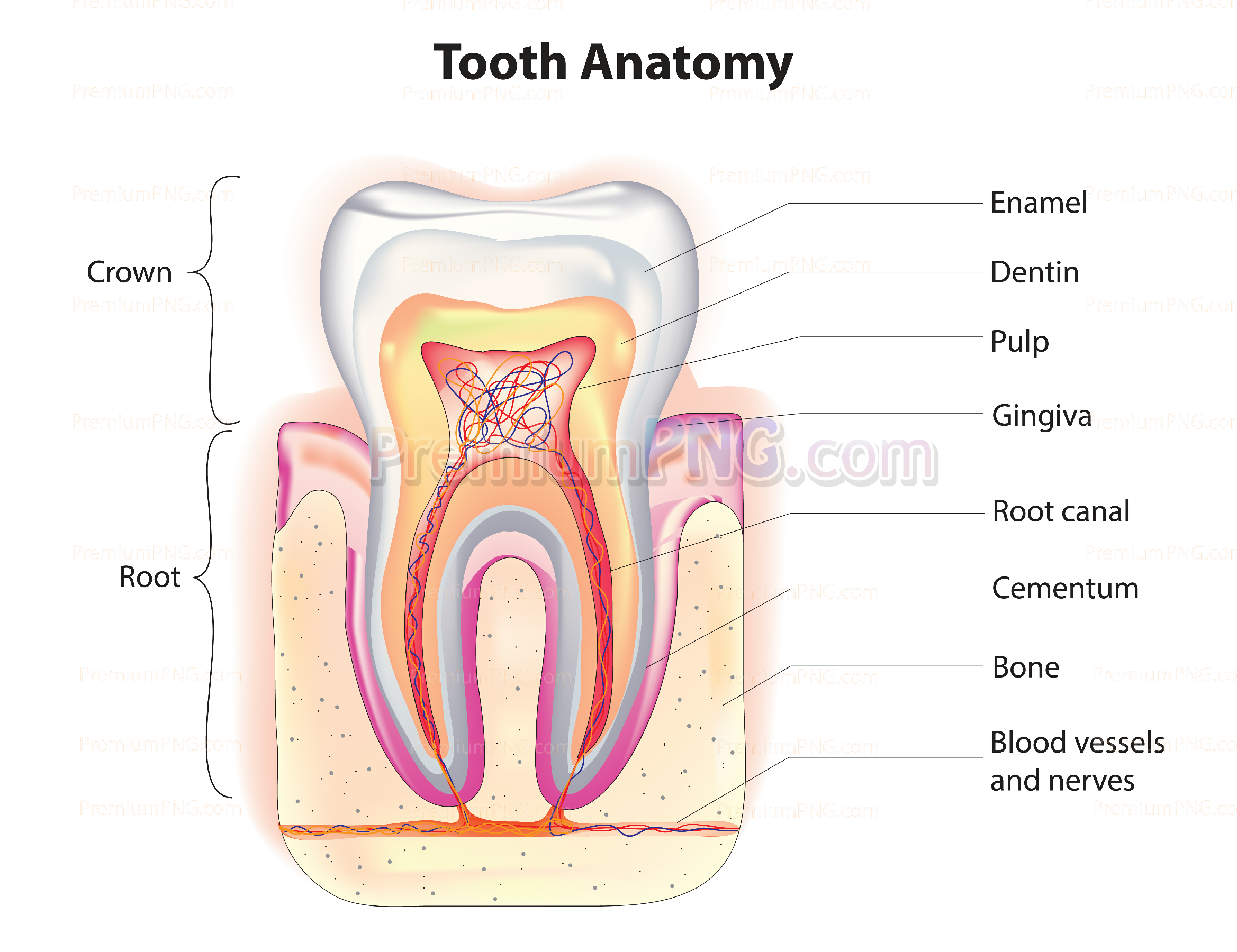 Tooth Anatomy Vector Diagram – Royalty-Free Labeled Dental Structure Illustration