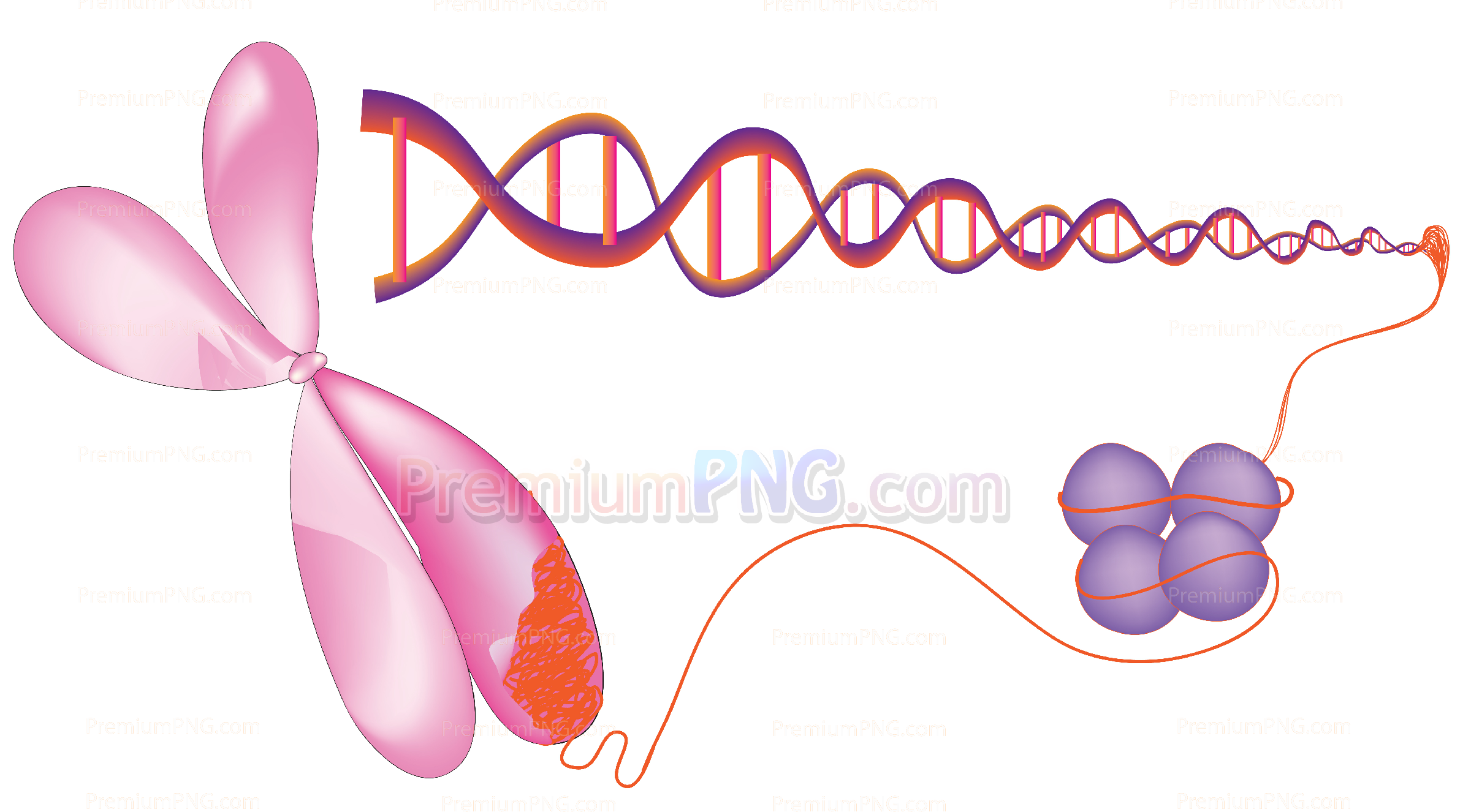 Nucleosome vector eps